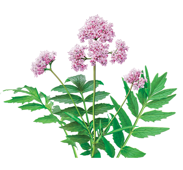 plantes médicinales